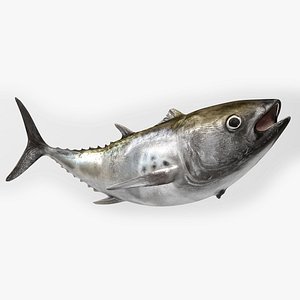 3D TUNA FISH Rigged  L1565