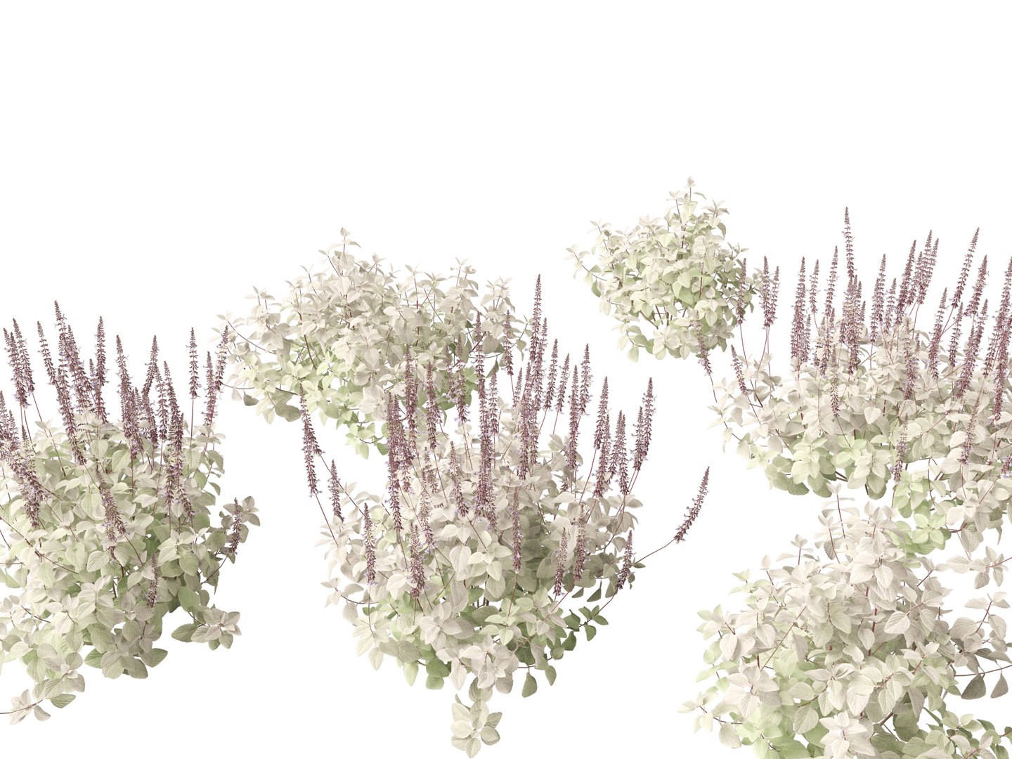Plectranthus argentatus - Silver spurflower 3D model https://p.turbosquid.com/ts-thumb/aD/zv0ux2/Jj/plectranthusargentatus017/jpg/1695986021/1920x1080/fit_q87/9cc4300562d41092d697cd1a26acb39ea55d1330/plectranthusargentatus017.jpg