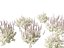 Plectranthus argentatus - Silver spurflower