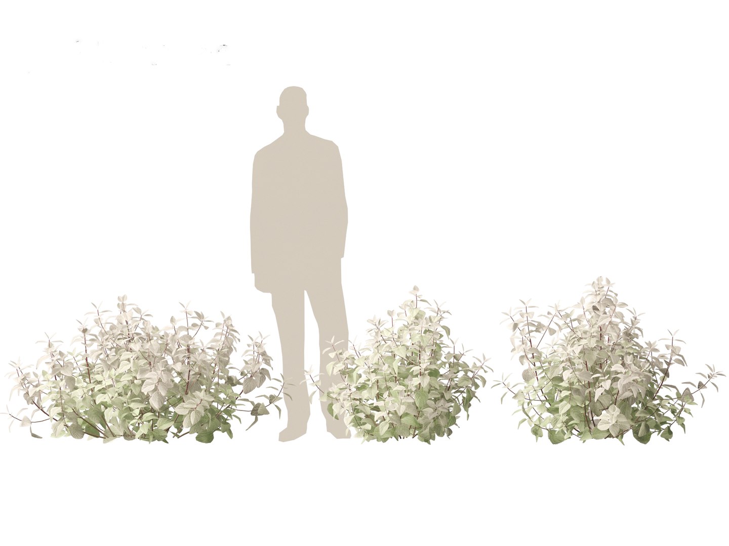 Plectranthus argentatus - Silver spurflower 3D model https://p.turbosquid.com/ts-thumb/aD/zv0ux2/XL/plectranthusargentatus015/jpg/1695986016/1920x1080/fit_q87/0b2e52e79b98b673a0b4581c17a9c6b71c6e3060/plectranthusargentatus015.jpg