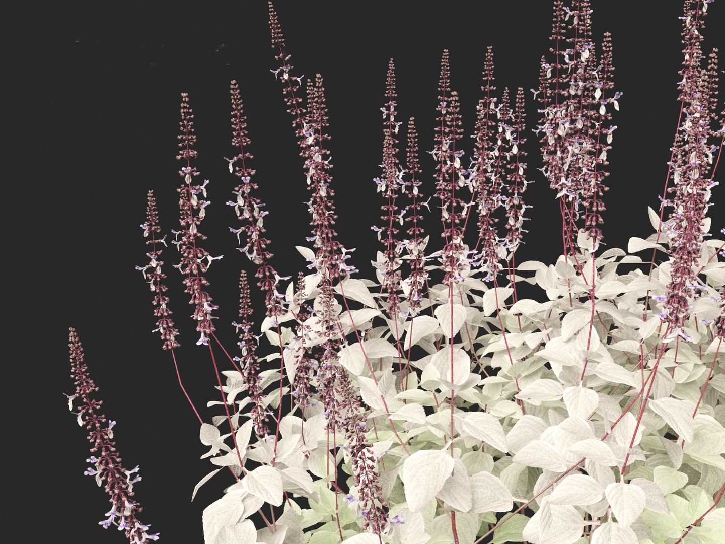 Plectranthus argentatus - Silver spurflower 3D model https://p.turbosquid.com/ts-thumb/aD/zv0ux2/dh/plectranthusargentatus0110/jpg/1695986020/1920x1080/fit_q87/c0f7539ea84f252b30eb4ef3aa403d29967dac04/plectranthusargentatus0110.jpg