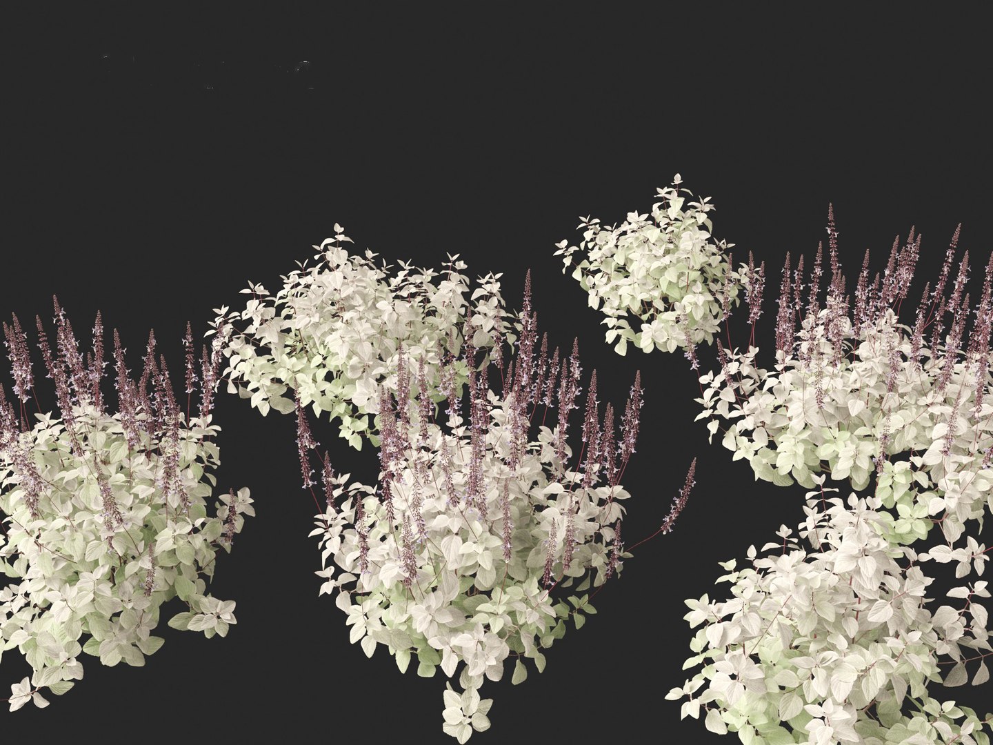Plectranthus argentatus - Silver spurflower 3D model https://p.turbosquid.com/ts-thumb/aD/zv0ux2/gM/plectranthusargentatus018/jpg/1695986019/1920x1080/fit_q87/bf04fd5caeb1263dde66b696d7669a99a1079d3e/plectranthusargentatus018.jpg
