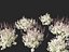 Plectranthus argentatus - Silver spurflower