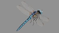 Dragonfly Low-poly geometry