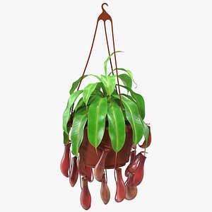 nepenthes alata hanging pot plant 3D model