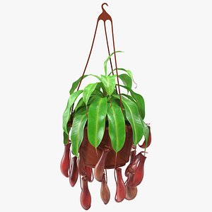 Nepenthes Alata in Hanging Pot