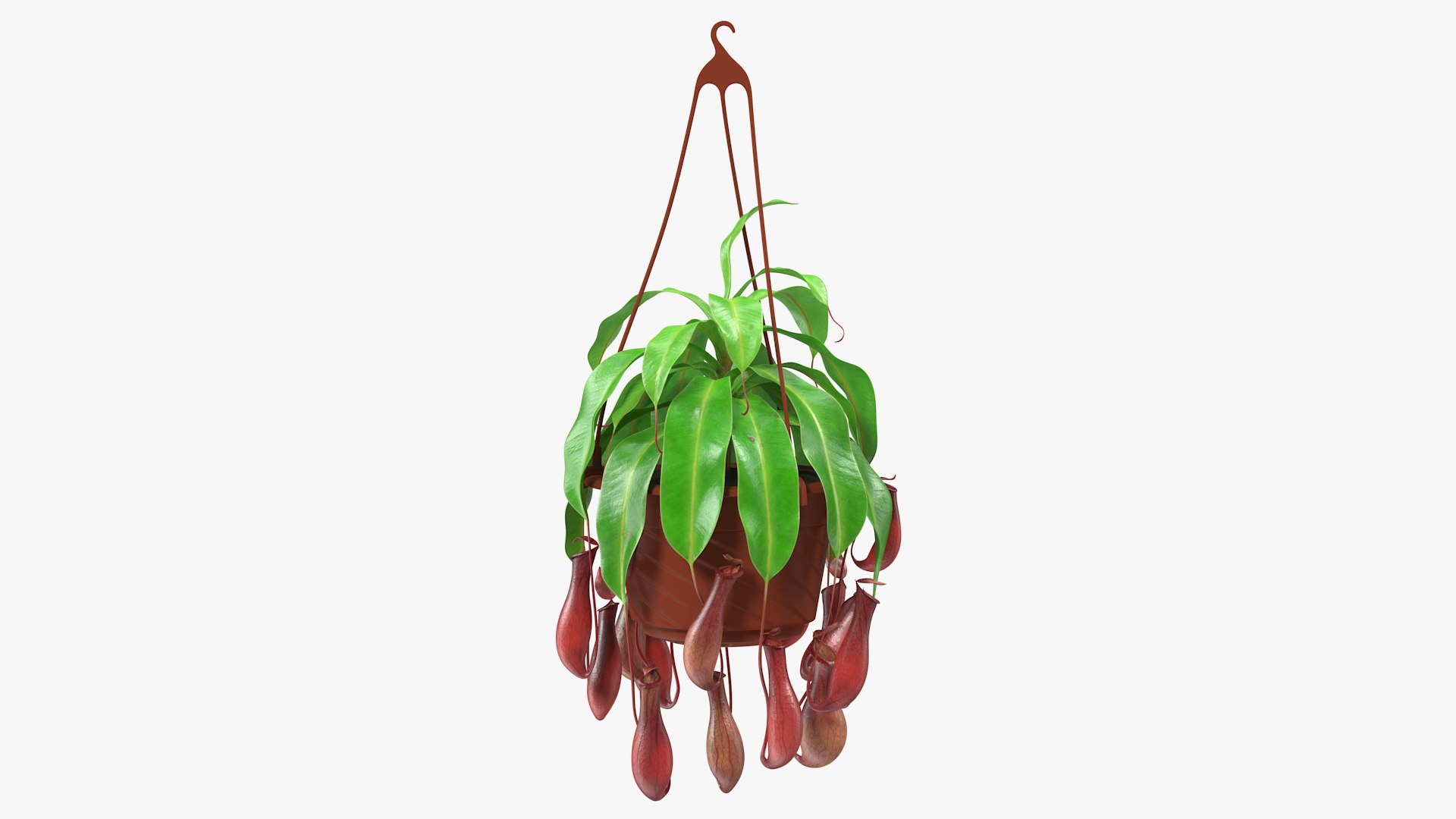 Nepenthes Alata in Hanging Pot 3D model preview