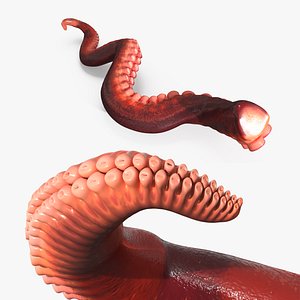 Octopus Arm Marine Animal Orange