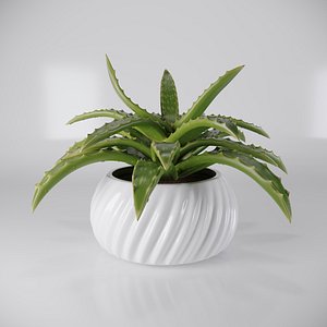 succulent aloe vera flower pot 3D