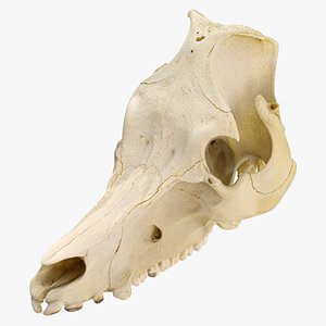 Domestic Pig Sus Domesticus Skull 01