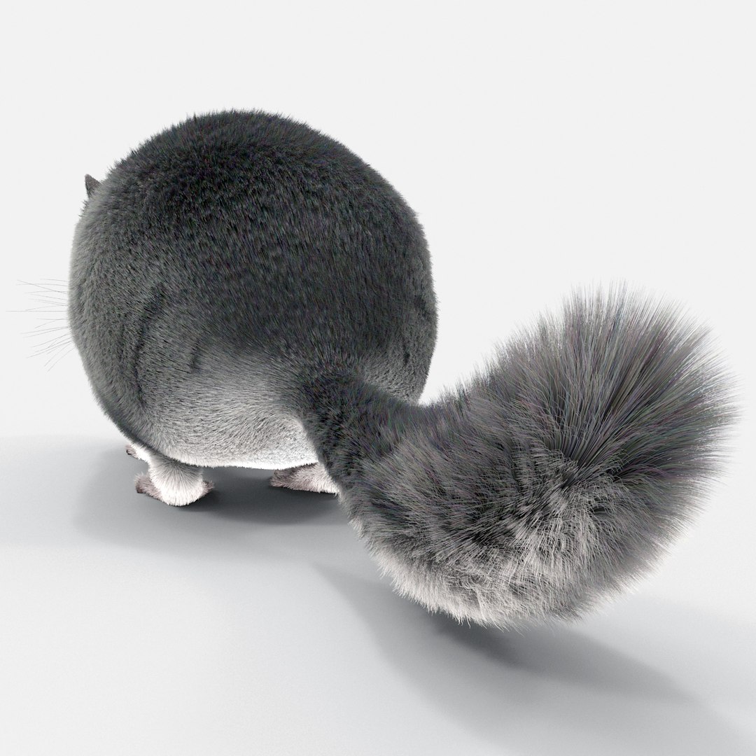 3d chinchilla fur model https://p.turbosquid.com/ts-thumb/aE/w392fv/5Mxu1BoR/chinchillawithfur3dmodel03/jpg/1424632302/1920x1080/fit_q87/c5a082cbee3fc9324cca2455ba28e6bf1a00111d/chinchillawithfur3dmodel03.jpg