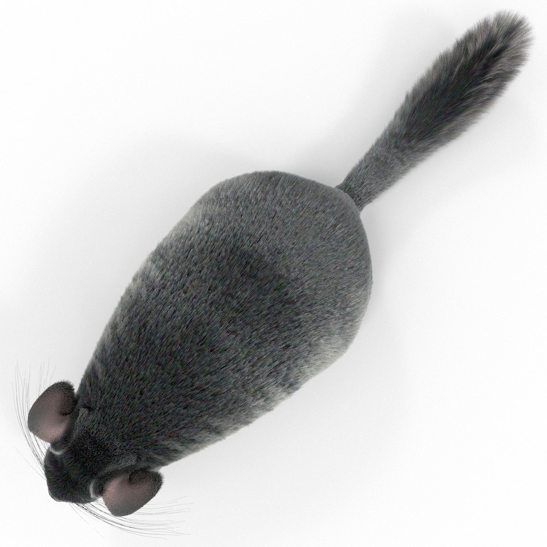 3d chinchilla fur model https://p.turbosquid.com/ts-thumb/aE/w392fv/8JhxjoLD/chinchillawithfur3dmodel10/jpg/1424632302/1920x1080/fit_q87/ab8267343071f7525e49f5f7d737df3cfde5bc81/chinchillawithfur3dmodel10.jpg