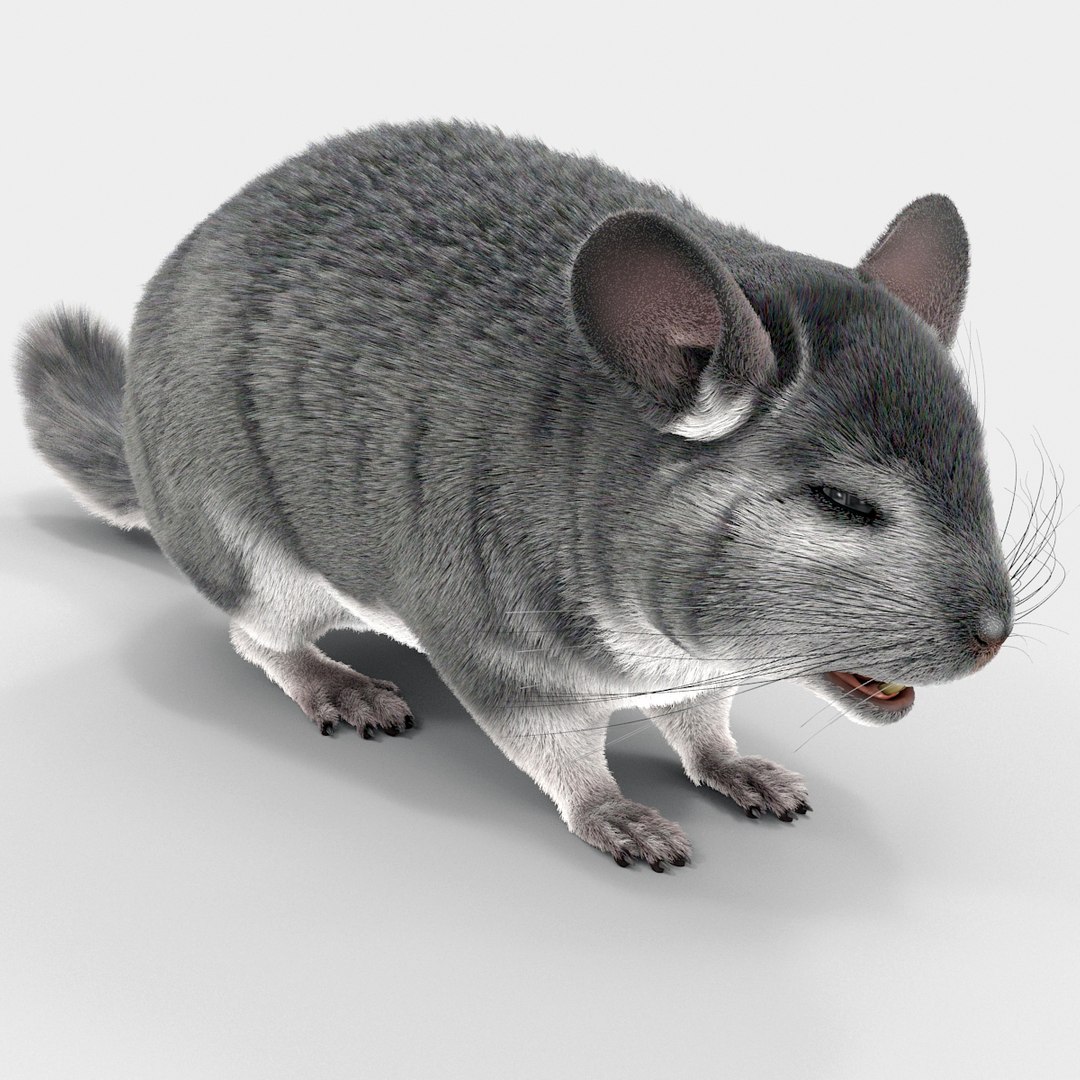 3d chinchilla fur model https://p.turbosquid.com/ts-thumb/aE/w392fv/TbNmLOqG/chinchillawithfur3dmodel06/jpg/1424632302/1920x1080/fit_q87/e3ec3949b050836ac2412cf2c8c1fd458750c7ae/chinchillawithfur3dmodel06.jpg