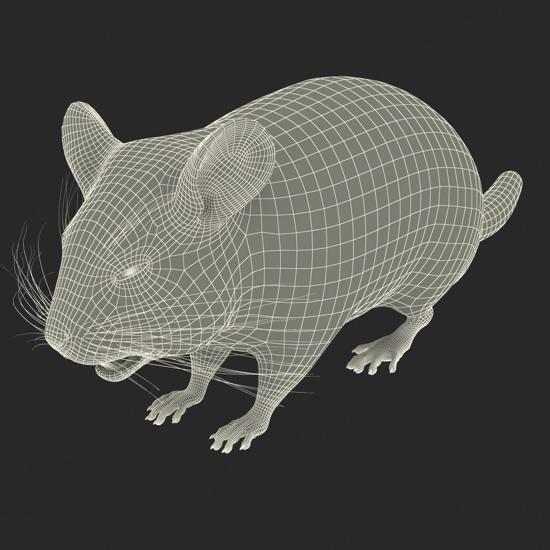 3d chinchilla fur model https://p.turbosquid.com/ts-thumb/aE/w392fv/ZoqNJ23E/chinchillawithfur3dmodel18/jpg/1424632302/1920x1080/fit_q87/56149ca90c9acd8e27b59a0b6edb99ee1be7e5f8/chinchillawithfur3dmodel18.jpg