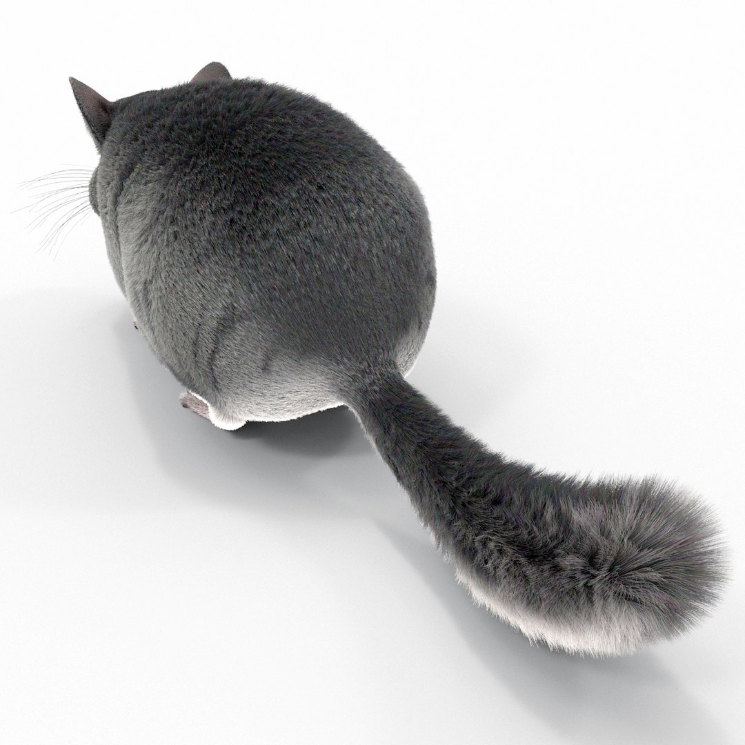 3d chinchilla fur model https://p.turbosquid.com/ts-thumb/aE/w392fv/bw1BTLBY/chinchillawithfur3dmodel08/jpg/1424632302/1920x1080/fit_q87/f9fd70342519ceda8b551bf0d9df525fea11c6ea/chinchillawithfur3dmodel08.jpg