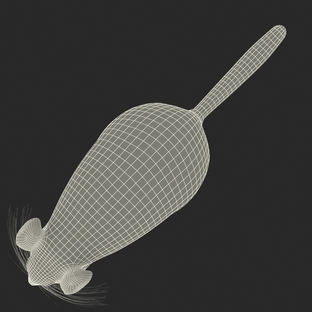 3d chinchilla fur model https://p.turbosquid.com/ts-thumb/aE/w392fv/hsyboP4K/chinchillawithfur3dmodel21/jpg/1424632302/1920x1080/fit_q87/c729eaa404a6eca70dac613cc81c95e372401c64/chinchillawithfur3dmodel21.jpg