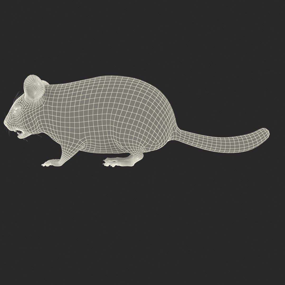 3d chinchilla fur model https://p.turbosquid.com/ts-thumb/aE/w392fv/iPaJszos/chinchillawithfur3dmodel15/jpg/1424632302/1920x1080/fit_q87/1a005b10f422fa4f7e7a009874d3b397275eba59/chinchillawithfur3dmodel15.jpg
