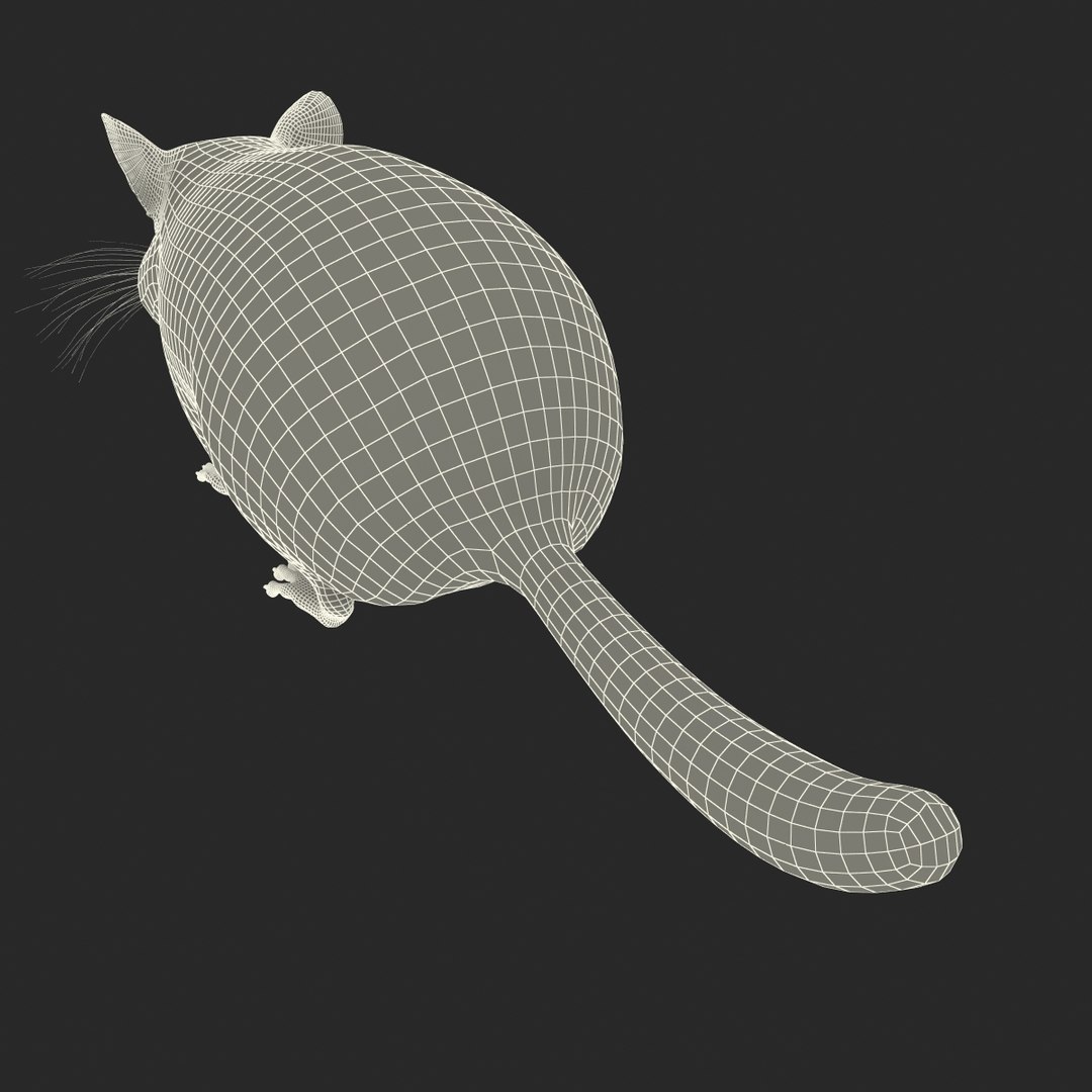 3d chinchilla fur model https://p.turbosquid.com/ts-thumb/aE/w392fv/oygaxq3S/chinchillawithfur3dmodel19/jpg/1424632302/1920x1080/fit_q87/fab96beddbd030fa01c04d5e5ea510b51c8971ed/chinchillawithfur3dmodel19.jpg
