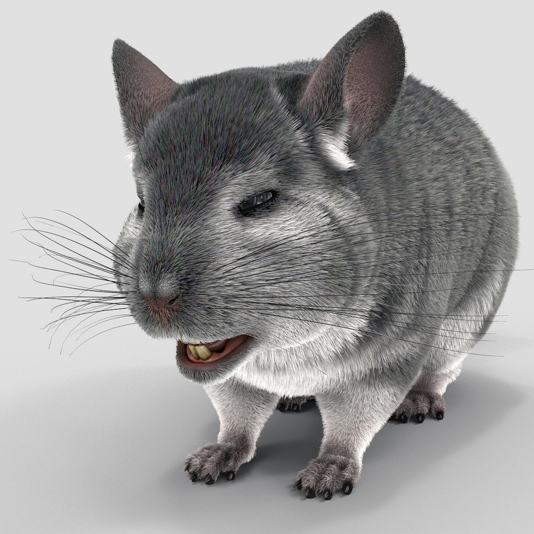 3d chinchilla fur model https://p.turbosquid.com/ts-thumb/aE/w392fv/rDBGyOYk/chinchillawithfur3dmodel02/jpg/1424632302/1920x1080/fit_q87/0e62d574e13c9985ddaff96b594a9141c6627956/chinchillawithfur3dmodel02.jpg