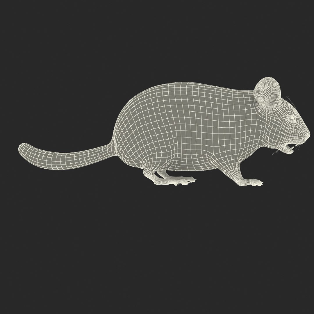 3d chinchilla fur model https://p.turbosquid.com/ts-thumb/aE/w392fv/t4CTH3Qn/chinchillawithfur3dmodel16/jpg/1424632302/1920x1080/fit_q87/19d648eeab468f53ec3e4598c59d4a5d641d029f/chinchillawithfur3dmodel16.jpg