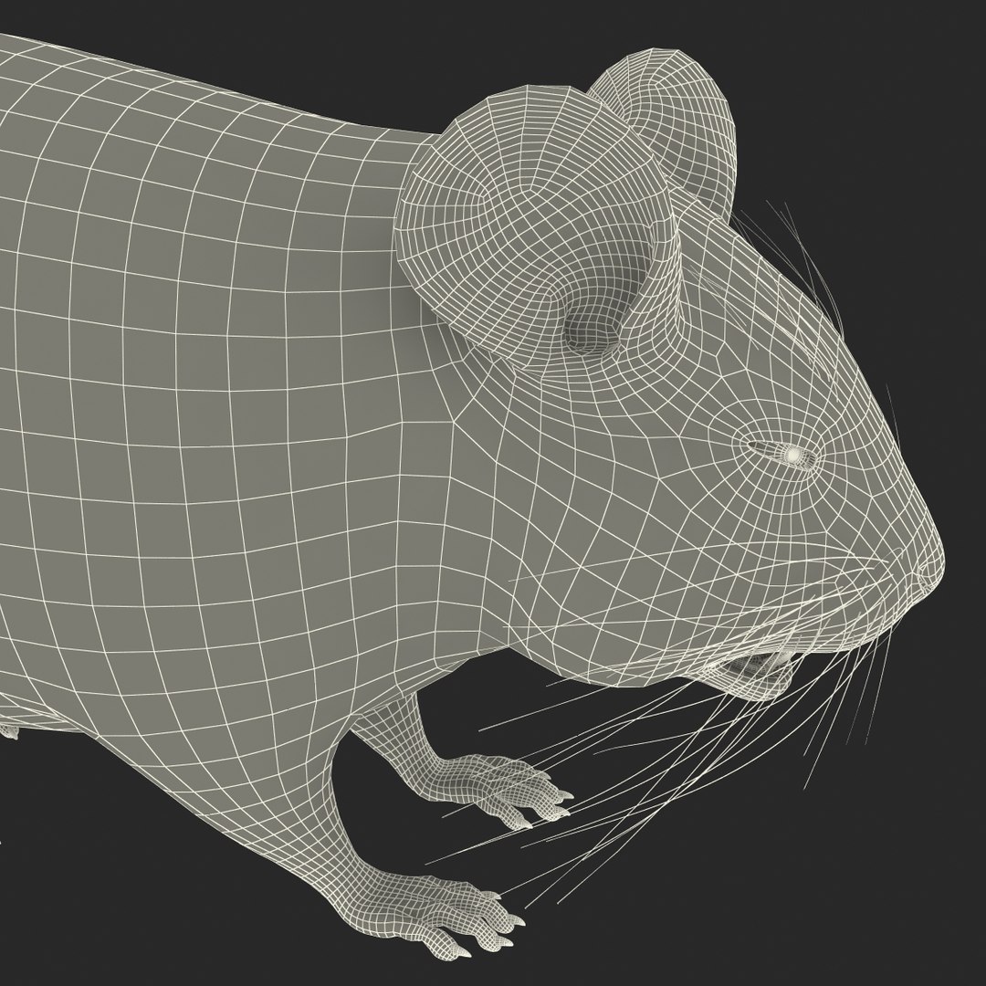 3d chinchilla fur model https://p.turbosquid.com/ts-thumb/aE/w392fv/tUS35vvo/chinchillawithfur3dmodel20/jpg/1424632302/1920x1080/fit_q87/db7a40877842a8ffa1e764608d8eb689d4095233/chinchillawithfur3dmodel20.jpg