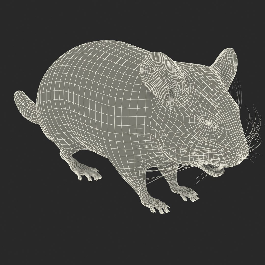 3d chinchilla fur model https://p.turbosquid.com/ts-thumb/aE/w392fv/w263jS16/chinchillawithfur3dmodel17/jpg/1424632302/1920x1080/fit_q87/406a87fd60c5f02b52cdc3d414f11dfdf617cf1d/chinchillawithfur3dmodel17.jpg