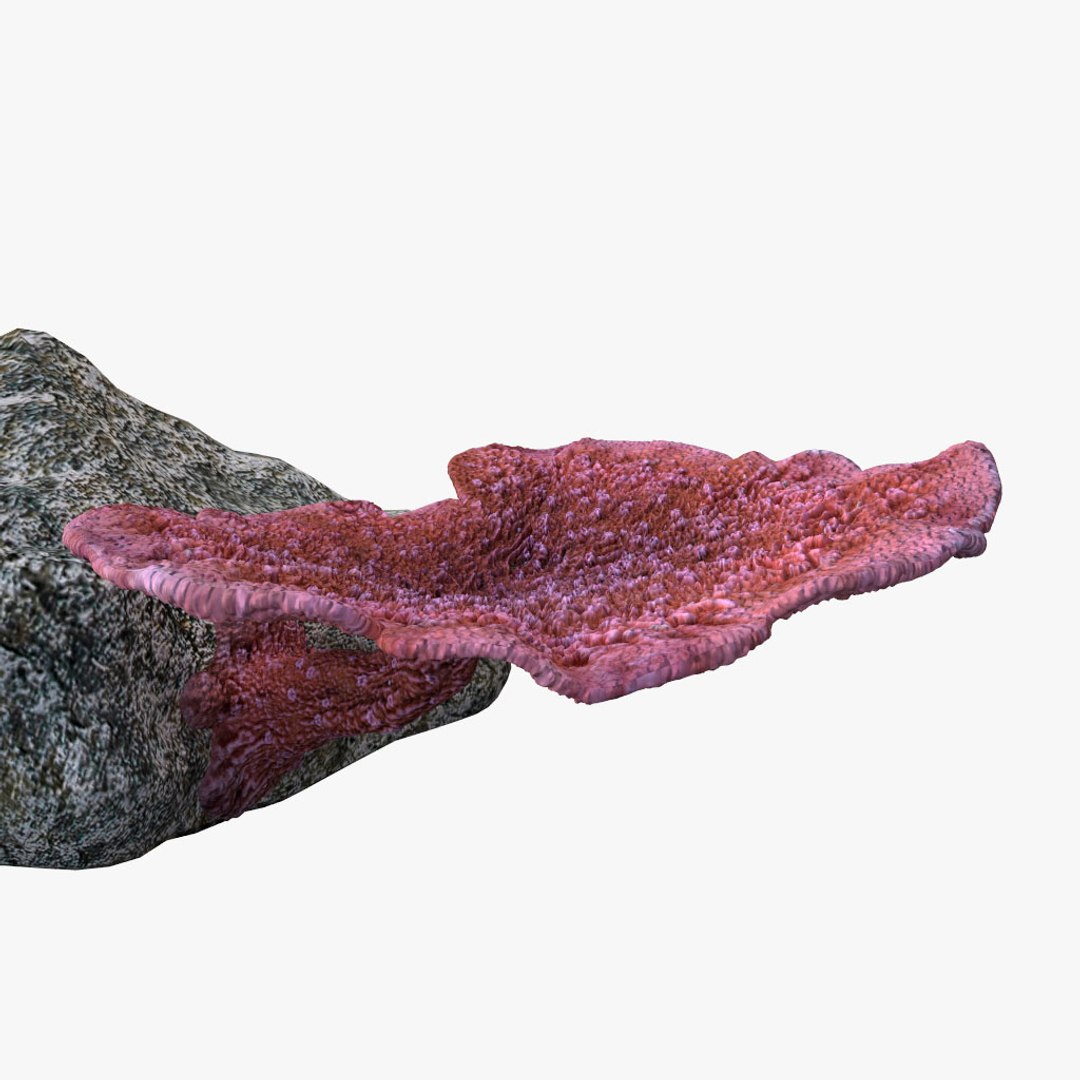 3d coral montipora https://p.turbosquid.com/ts-thumb/aE/yBfMQ7/3Zu2Bks2/018/jpg/1485188685/1920x1080/fit_q87/4274288434efccee881b7f86e3d1b5dde50f1f1d/018.jpg