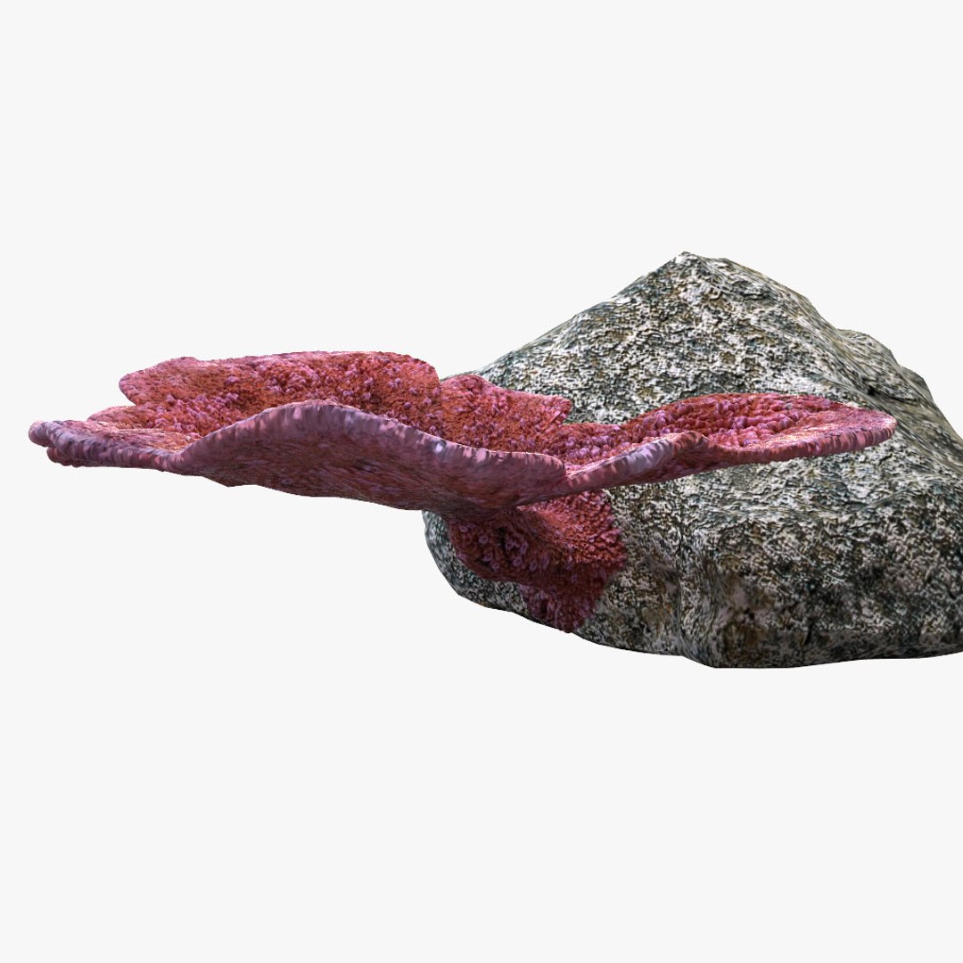 3d coral montipora https://p.turbosquid.com/ts-thumb/aE/yBfMQ7/8NrvEPqD/013/jpg/1485188685/1920x1080/fit_q87/c6ae6c35f4f5c072805993fd9279b9e15b817304/013.jpg