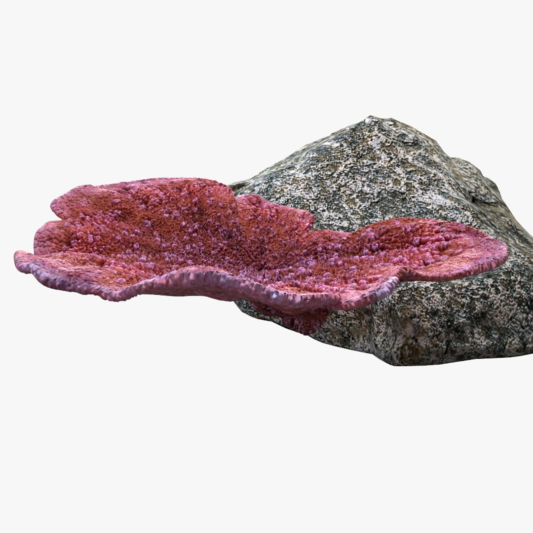 3d coral montipora https://p.turbosquid.com/ts-thumb/aE/yBfMQ7/F7myM9Pu/016/jpg/1485188685/1920x1080/fit_q87/a2ce90cddd542ea3c0e91d3e4de31cee3540aacc/016.jpg