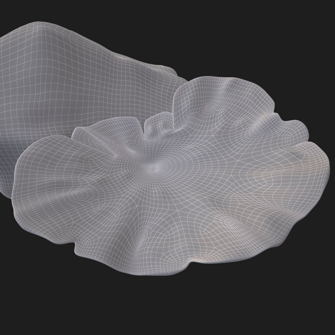 3d coral montipora https://p.turbosquid.com/ts-thumb/aE/yBfMQ7/HLFqup1c/024/jpg/1485188685/1920x1080/fit_q87/7b815dcd1f3e0f8a6fbd284d664be6b49b4a2050/024.jpg