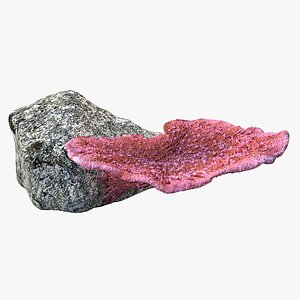 3d coral montipora