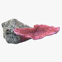 coral montipora
