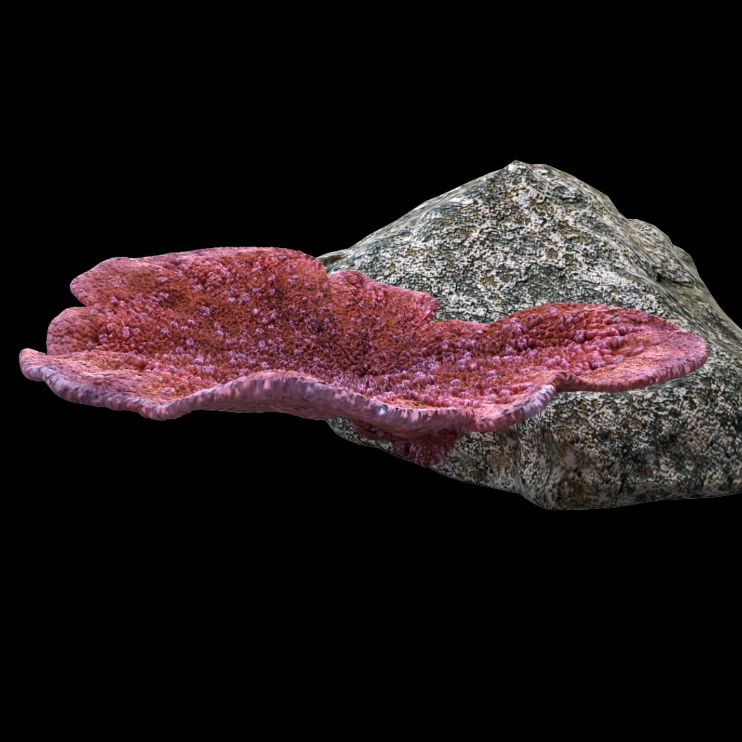 3d coral montipora https://p.turbosquid.com/ts-thumb/aE/yBfMQ7/ddfbtCVZ/017/jpg/1485188685/1920x1080/fit_q87/5af7fbed01a66d94859e476bdc08374b8dd7c504/017.jpg