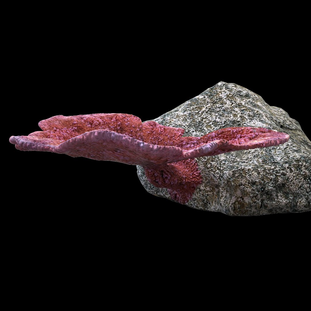 3d coral montipora https://p.turbosquid.com/ts-thumb/aE/yBfMQ7/ozeeWfy4/015/jpg/1485188685/1920x1080/fit_q87/acb145b3755fe85d0ba857fa9226a417ddd5af37/015.jpg