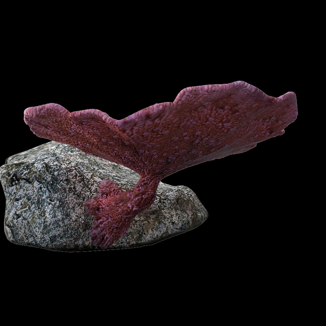 3d coral montipora https://p.turbosquid.com/ts-thumb/aE/yBfMQ7/tuIHJ8yj/010/jpg/1485188685/1920x1080/fit_q87/60a97e1f3d97274ef46a319c6ea2a4c29991b753/010.jpg