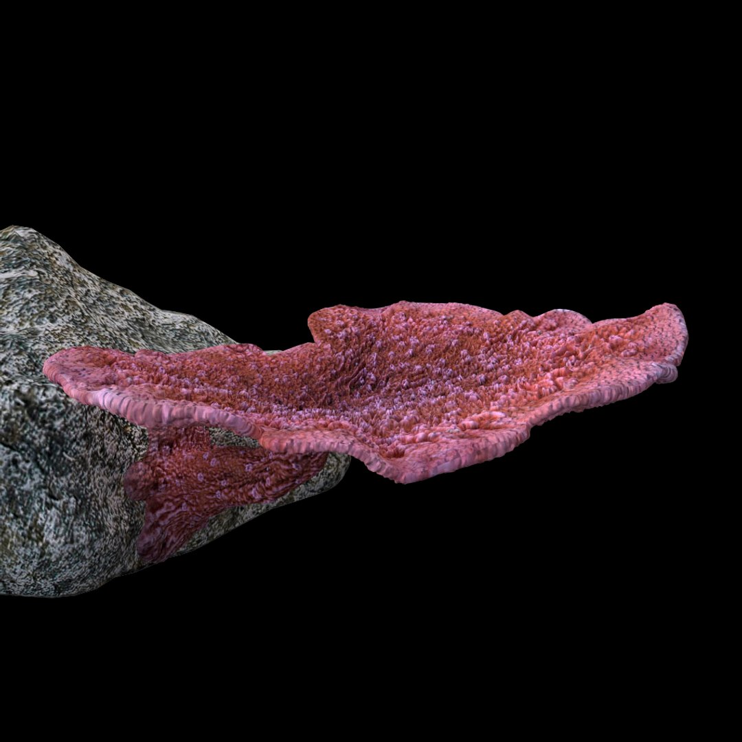 3d coral montipora https://p.turbosquid.com/ts-thumb/aE/yBfMQ7/vPUbnPEn/019/jpg/1485188685/1920x1080/fit_q87/703bc81e415be1bdcc0d658d8cc469da8e6723f7/019.jpg