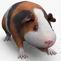 Tricolor Guinea Pig Short Hair Black Brown White