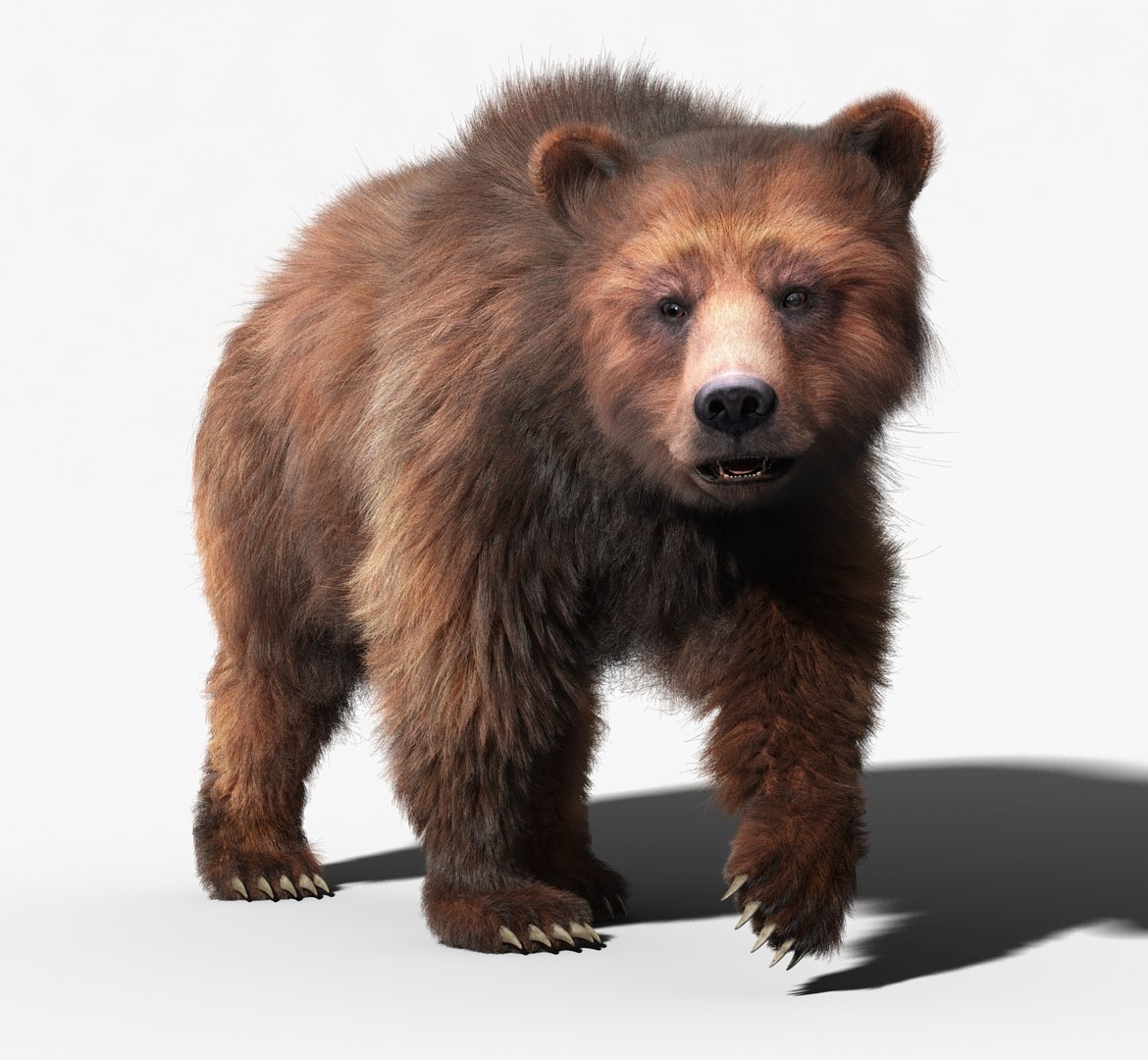 brown bear 2 fur 3d model https://p.turbosquid.com/ts-thumb/aF/J3zVzY/SVMMp8FH/brown_bear_rigged_02/jpg/1450665972/1920x1080/fit_q87/80548a8481308d0f5a667711c386ec584babdbdb/brown_bear_rigged_02.jpg