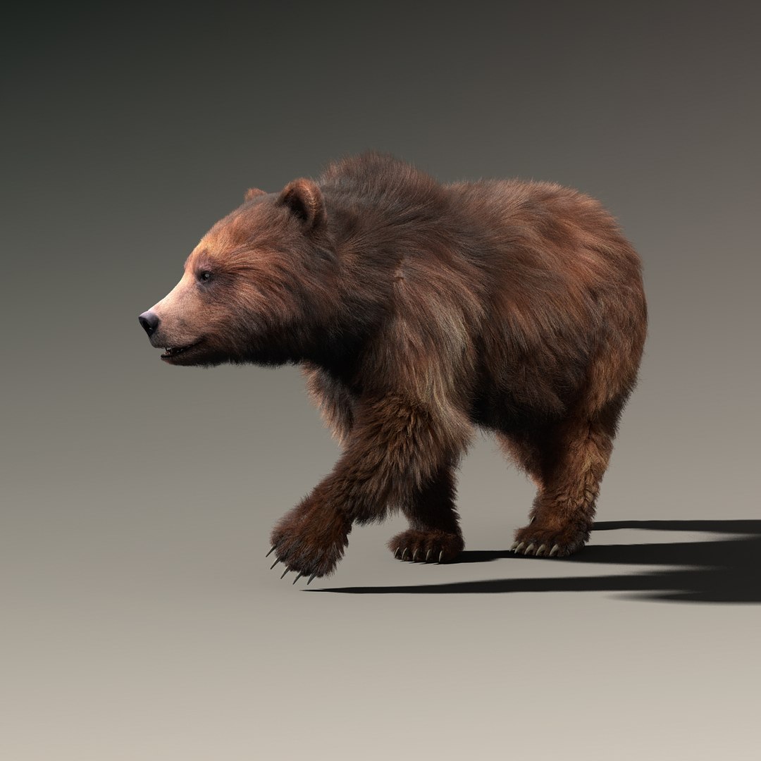 Brown Bear 2 Fur 3d Model