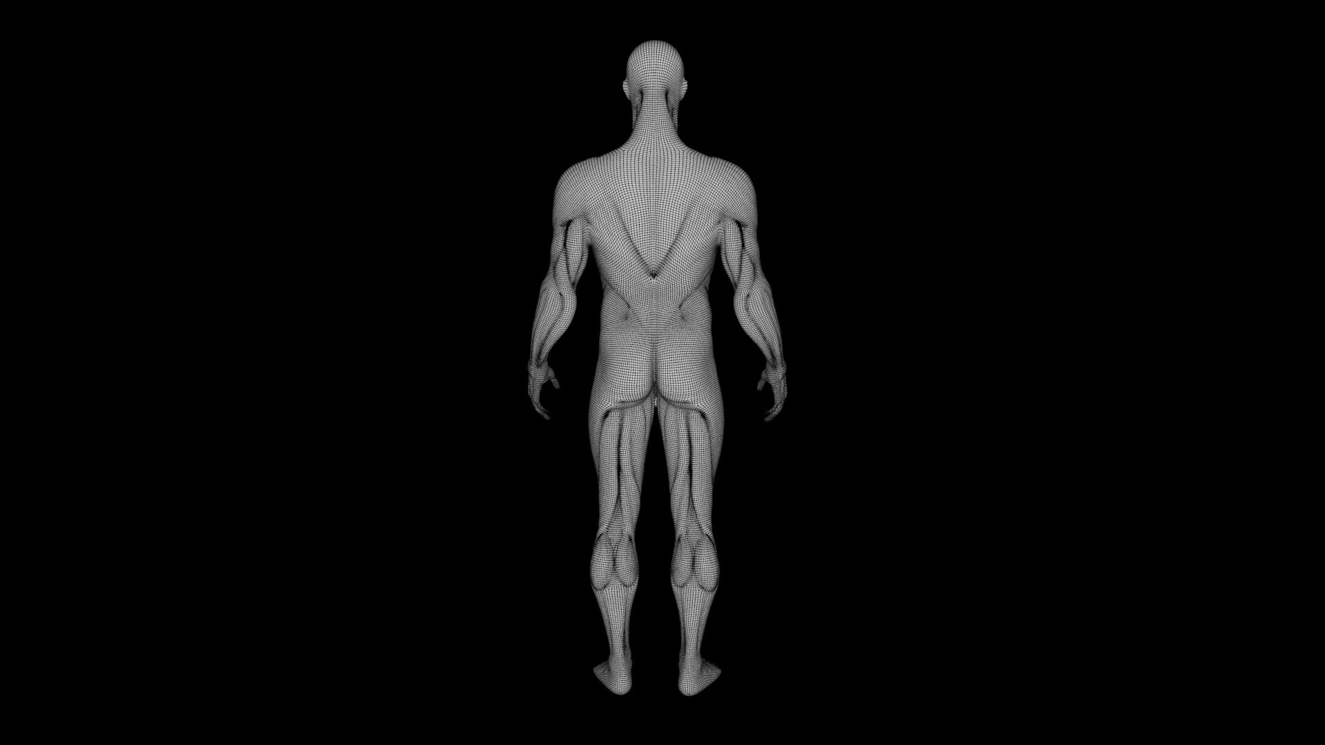 Human Anatomy-Muscular System 3D - TurboSquid 2218364
