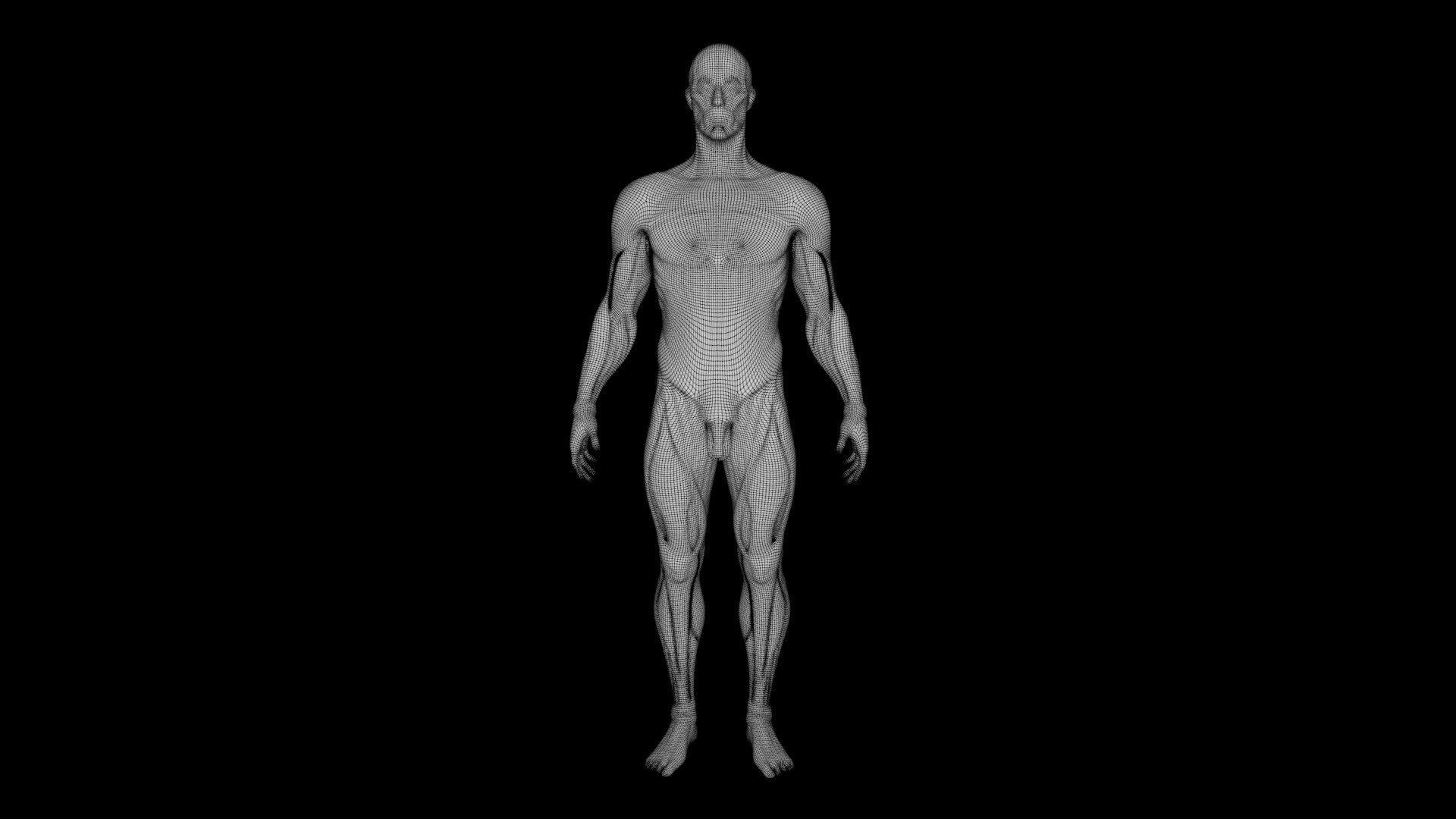 Human Anatomy-Muscular System 3D - TurboSquid 2218364