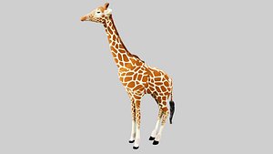 Girafferigged model