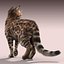 Bengal cat(FUR)(ANIMATED)
