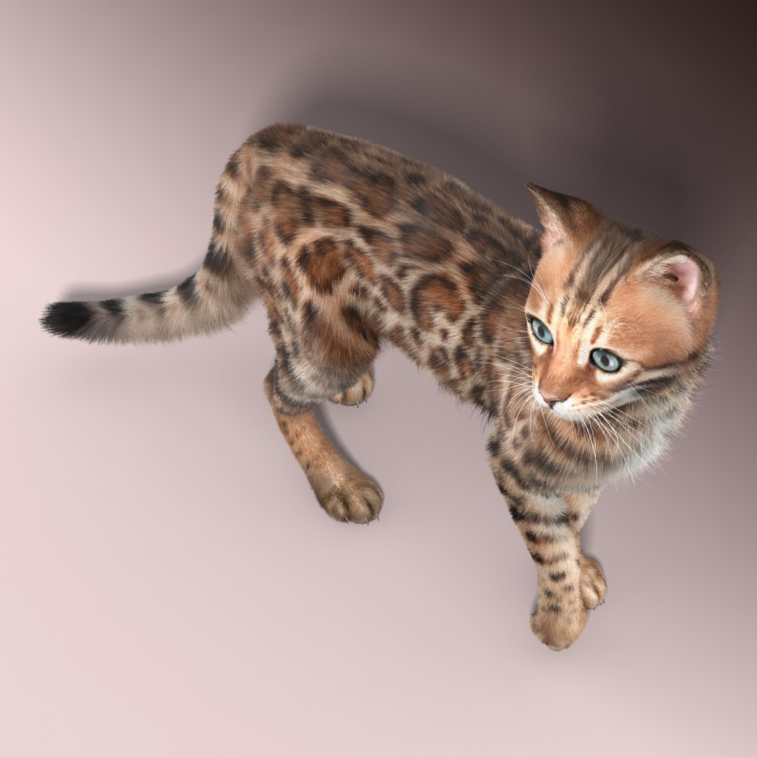 max bengal cat fur hair animation https://p.turbosquid.com/ts-thumb/aF/S7Y1Ax/FuZeOG2o/bengal_cat_fur_10/jpg/1452877602/1920x1080/fit_q87/da4592f27a09eaf541042aad94b94fb0f60263c5/bengal_cat_fur_10.jpg