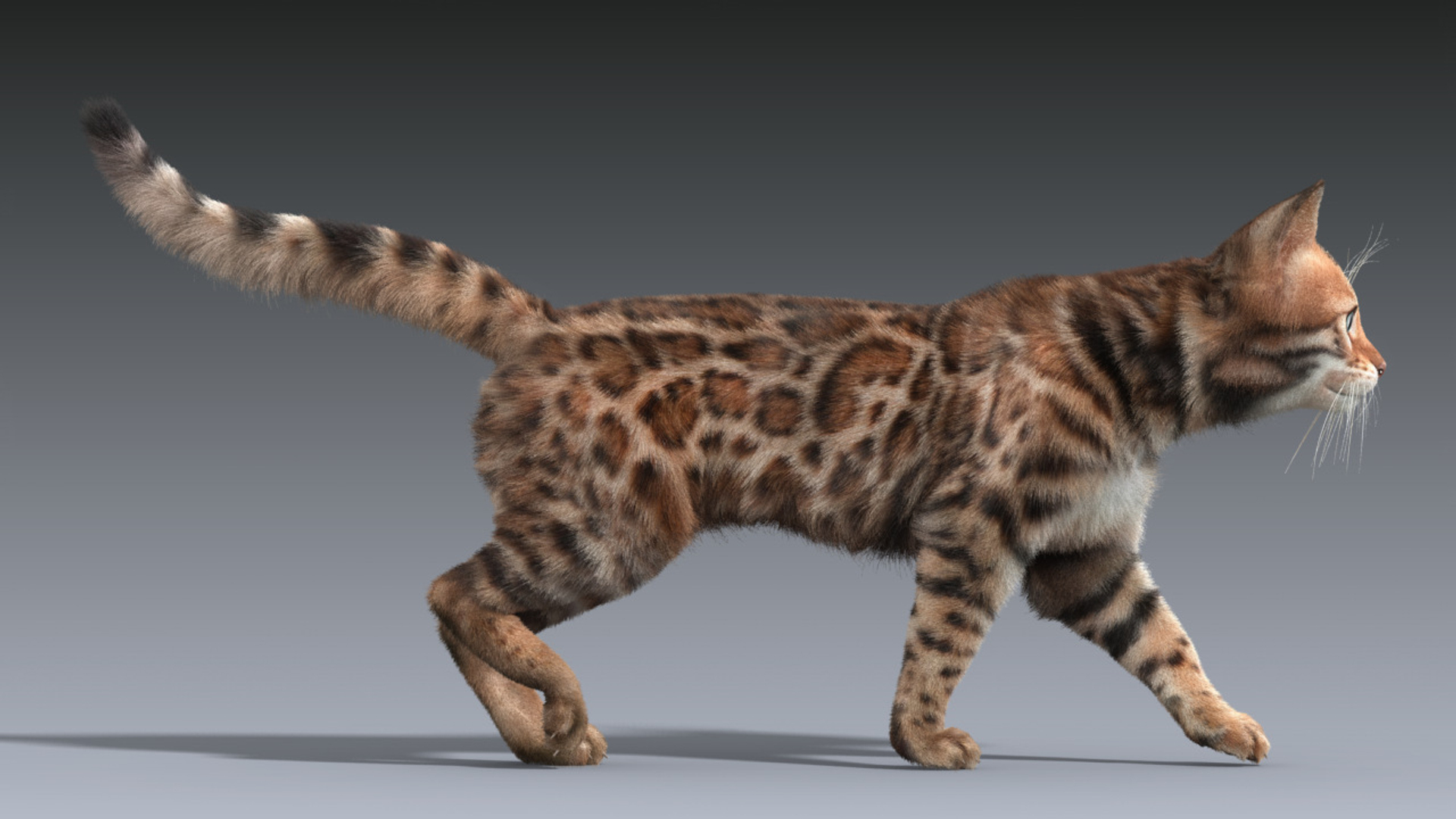 max bengal cat fur hair animation https://p.turbosquid.com/ts-thumb/aF/S7Y1Ax/NONBV3Pp/cat_fur_turn/jpg/1452877041/1920x1080/turn_fit_q99/6e35eb6bfc0a977b97503ffa6416fe6ca4d89670/cat_fur_turn-1.jpg