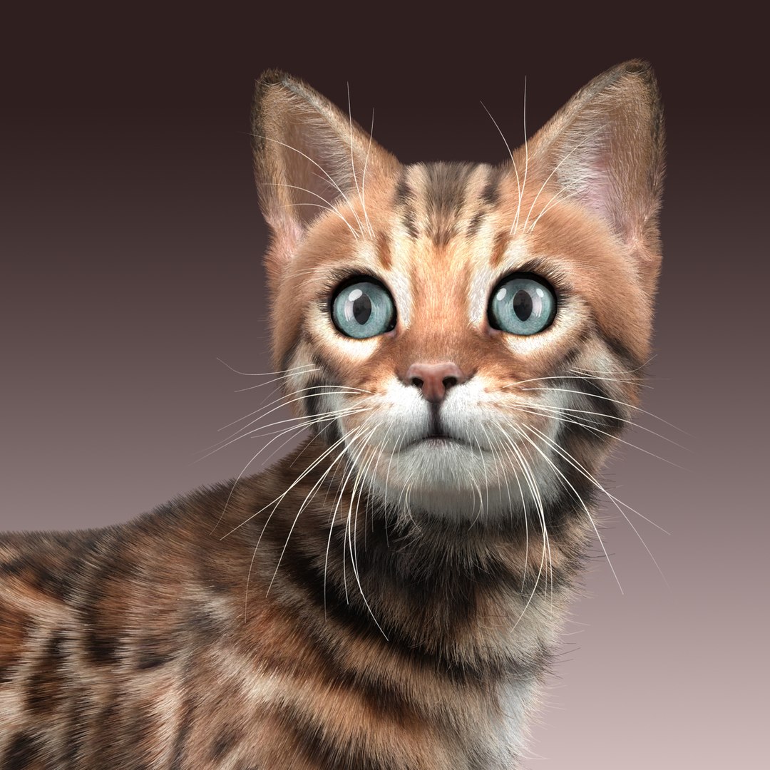 max bengal cat fur hair animation https://p.turbosquid.com/ts-thumb/aF/S7Y1Ax/QSGVOQiw/bengal_cat_fur_11/jpg/1452877602/1920x1080/fit_q87/42e786cbba703ec1ba3ee917a8f0cd8eacabbb05/bengal_cat_fur_11.jpg