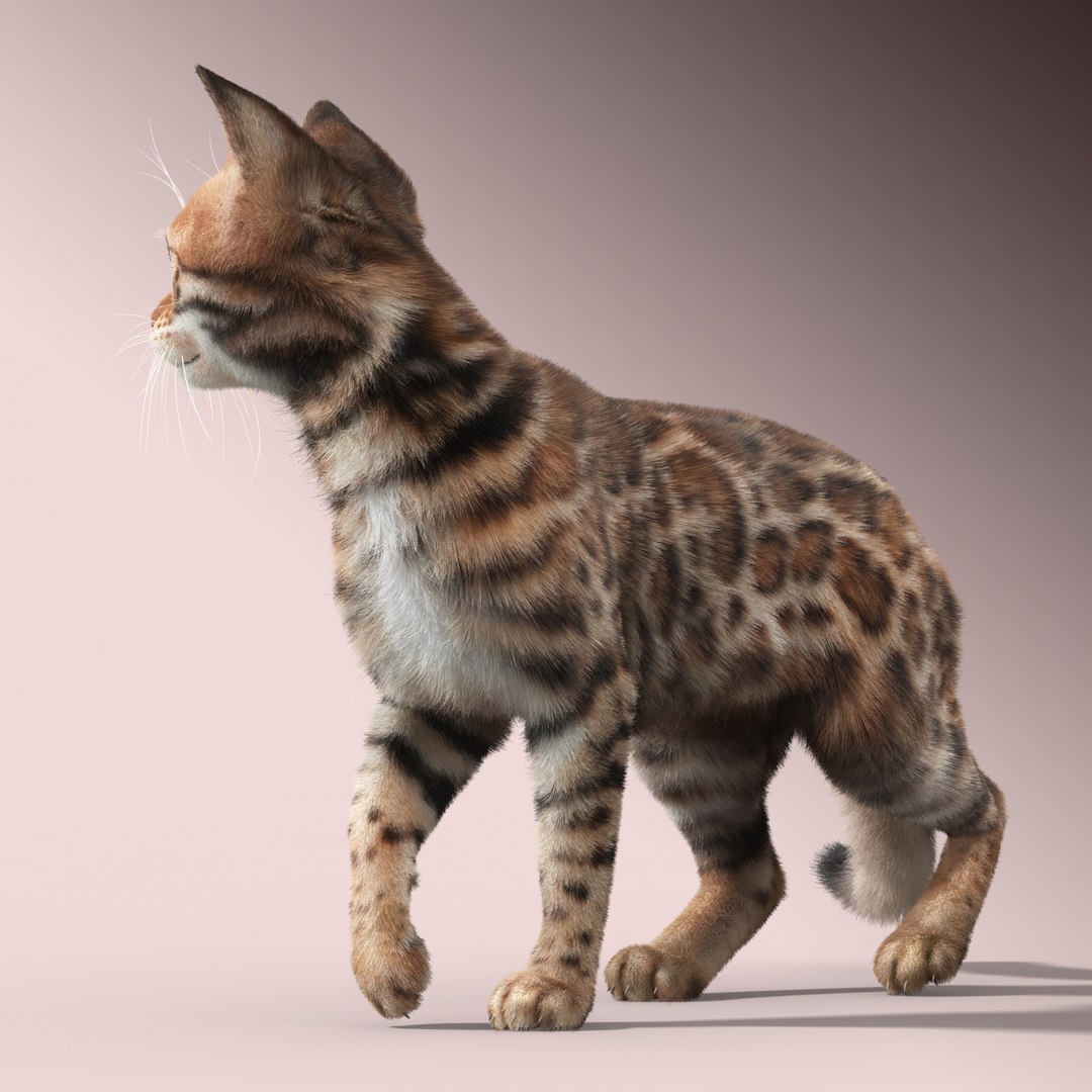 max bengal cat fur hair animation https://p.turbosquid.com/ts-thumb/aF/S7Y1Ax/VjHpSBIt/bengal_cat_fur_04/jpg/1452877602/1920x1080/fit_q87/ed51c111dcbdab818b62cdfd6b6f7d29b900642e/bengal_cat_fur_04.jpg