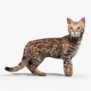 Bengal cat(FUR)(ANIMATED)