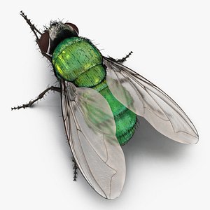 3d green bottle fly pose model