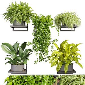 Collection plant vol 516 - hanging- palm - banana - pothos